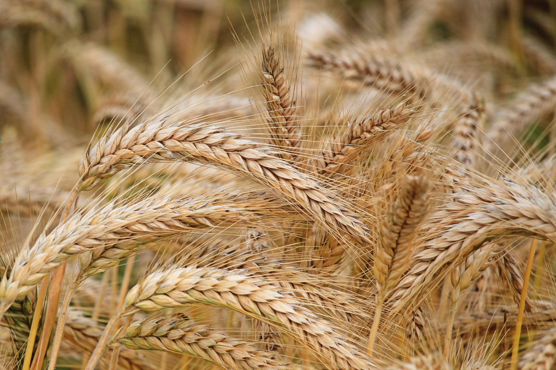 Golden wheat, the grain behind the grind